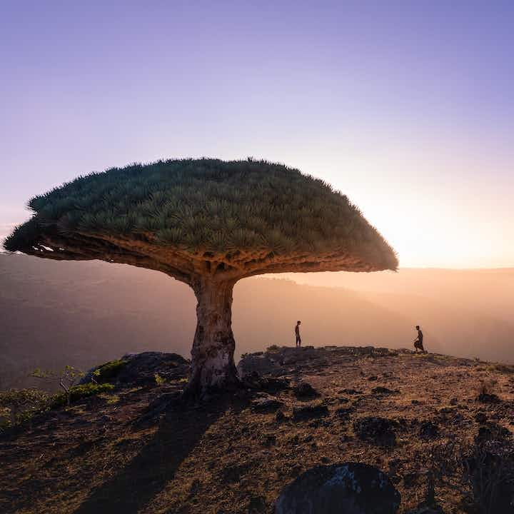 Socotra Island Yemen